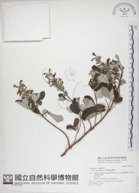 海埔姜藏品圖，第1張