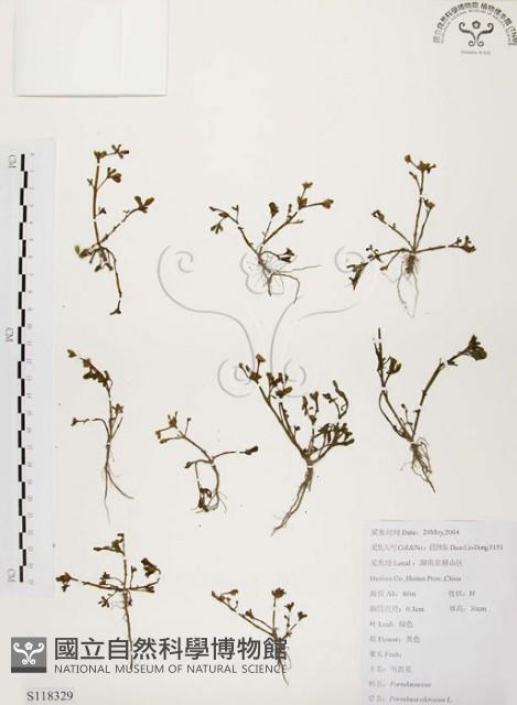 馬齒莧藏品圖，第1張