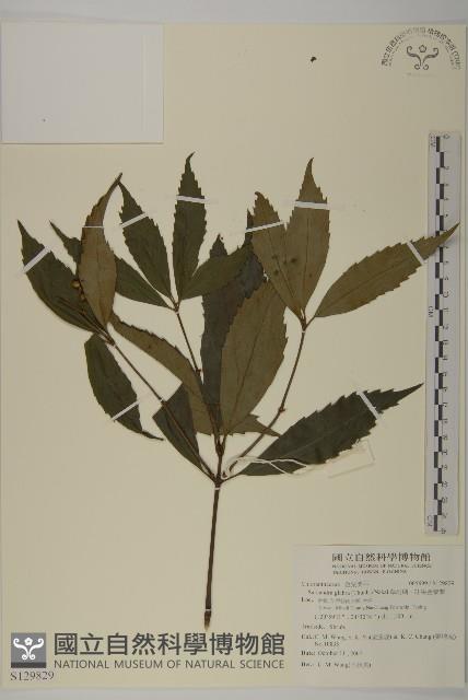 草珊瑚、紅果金粟蘭藏品圖，第1張