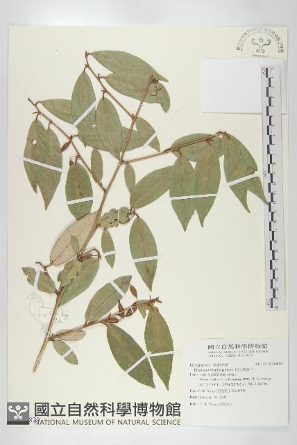 鄧氏胡頹子藏品圖，第1張