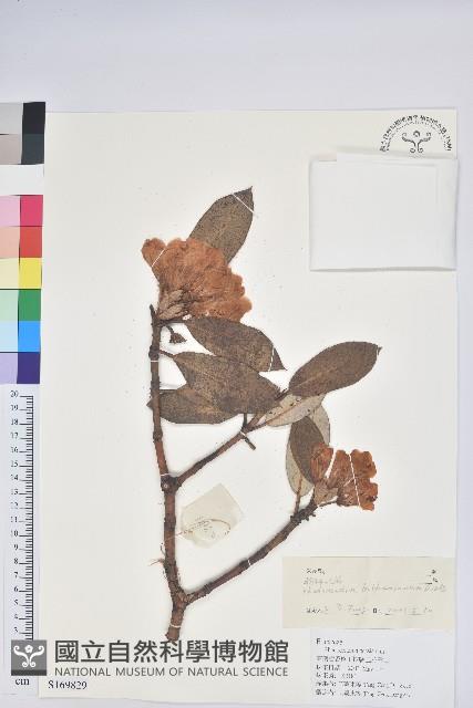 粉鐘杜鵑藏品圖，第1張