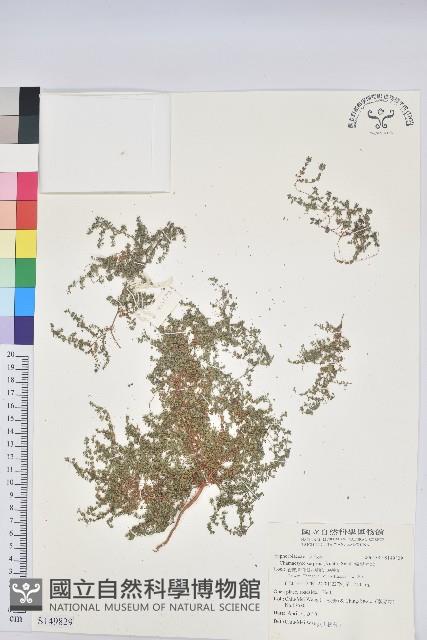 匐根大戟藏品圖，第1張