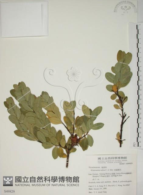 南嶺蕘花藏品圖，第1張