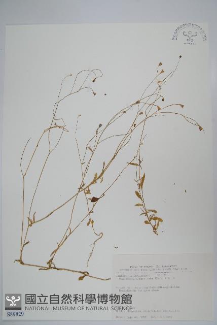 細葉蘭花參藏品圖，第1張