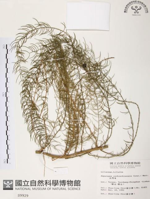 天門冬藏品圖，第1張