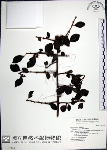 Glandular-fruit Piso Tree Collection Image