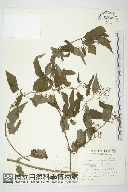 蔓黃菀藏品圖，第1張