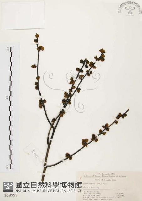 山胡椒藏品圖，第1張