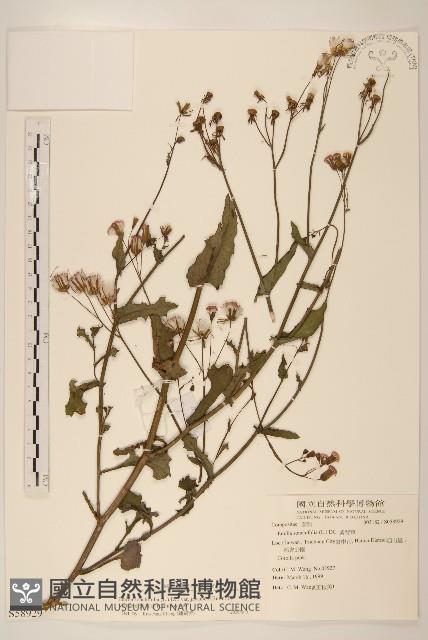 紫背草藏品圖，第1張