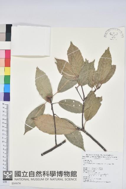 青剛櫟、鐵椆藏品圖，第1張