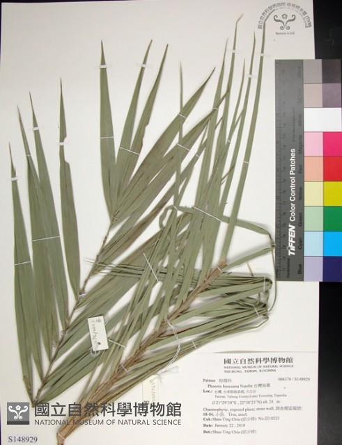 台灣海棗藏品圖，第1張