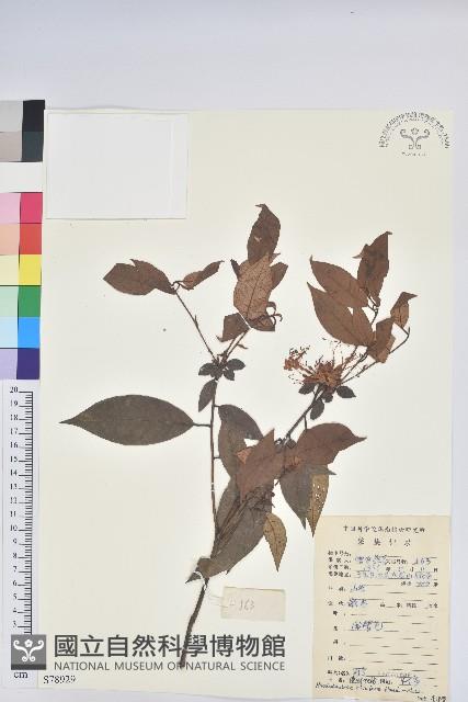 溪畔杜鵑花藏品圖，第1張