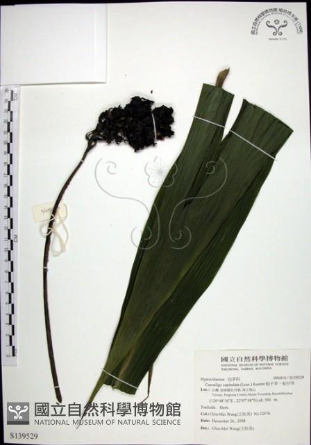 船子草、船仔草藏品圖，第1張