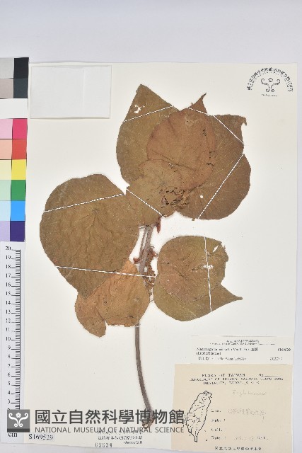 血桐藏品圖，第1張