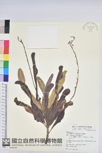 變葉木藏品圖，第1張