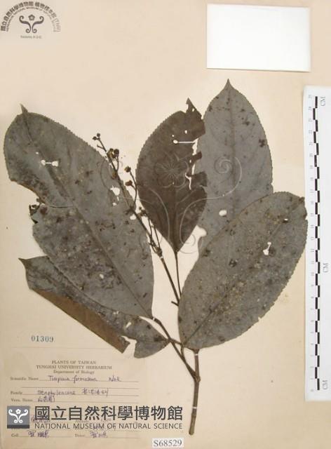 山香圓藏品圖，第1張