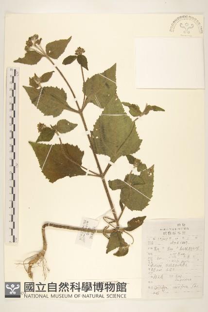 豨薟藏品圖，第1張