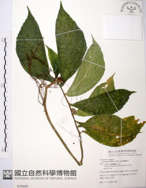 食用樓梯草藏品圖，第1張