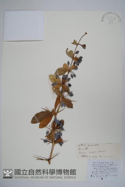 粉葉小檗藏品圖，第1張