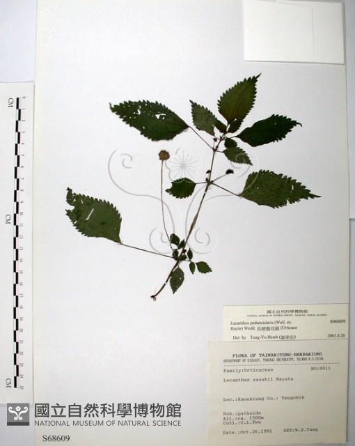 長梗盤花麻藏品圖，第1張