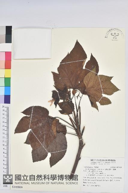 廣東油桐、皺桐藏品圖，第1張