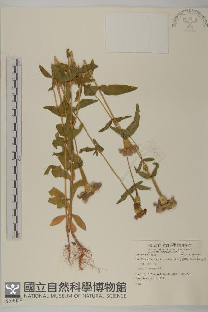 登錄號:S059009藏品圖，第1張