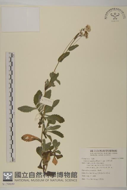 日本假蓬藏品圖，第1張