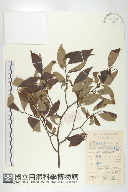 延平柿藏品圖，第1張