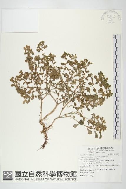 台灣佛甲草、石板菜藏品圖，第1張