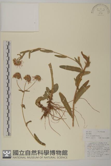 狗舌紫菀藏品圖，第1張