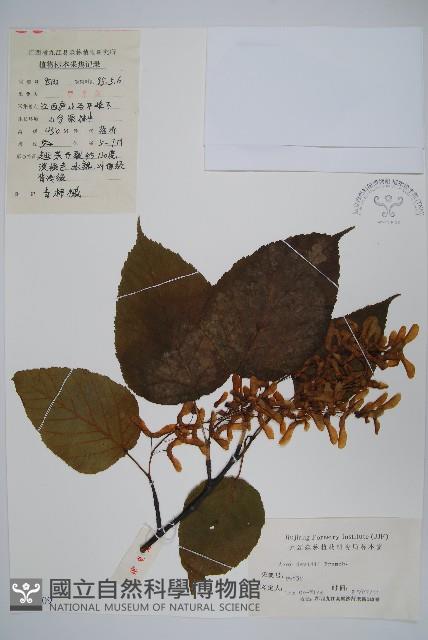 青榨槭藏品圖，第1張