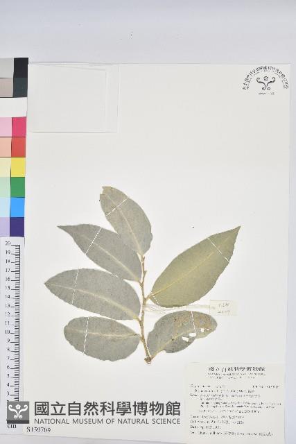 鐵色藏品圖，第1張