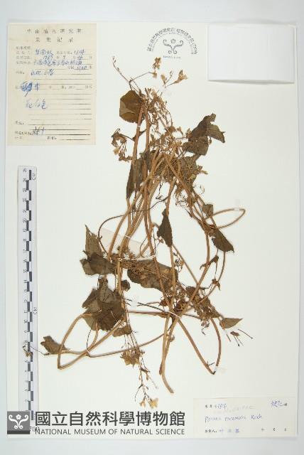 飛蛾藤藏品圖，第1張