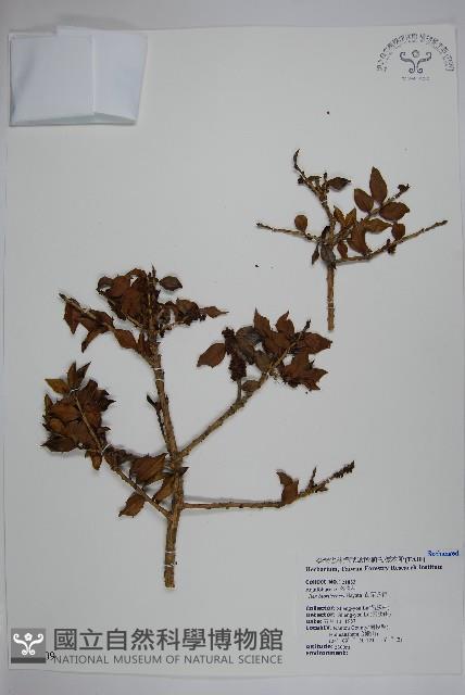 苗栗冬青藏品圖，第1張