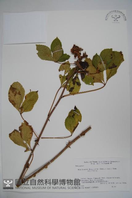 兩歧五加藏品圖，第1張