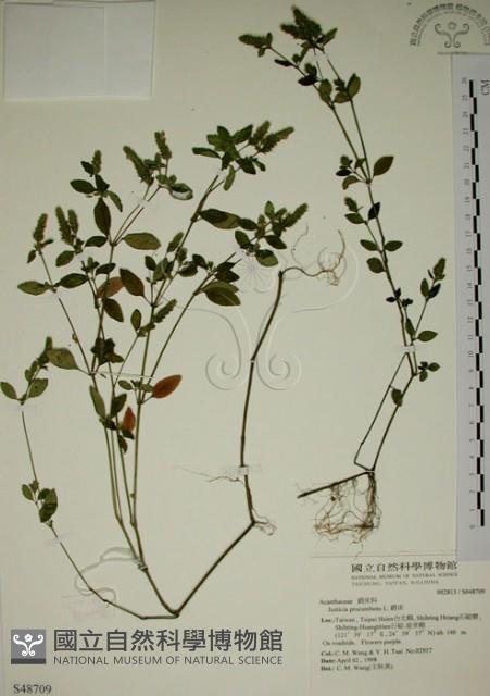 爵床藏品圖，第1張