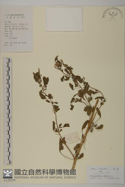 小葉藜藏品圖，第1張