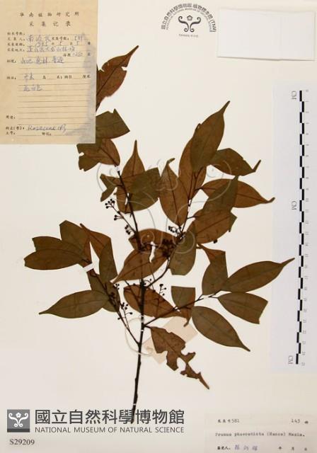 墨點櫻桃、黑星櫻藏品圖，第1張