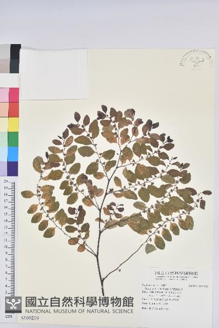 彩葉山漆莖藏品圖，第1張