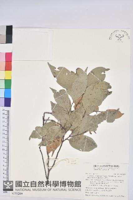 長尾尖葉櫧藏品圖，第1張