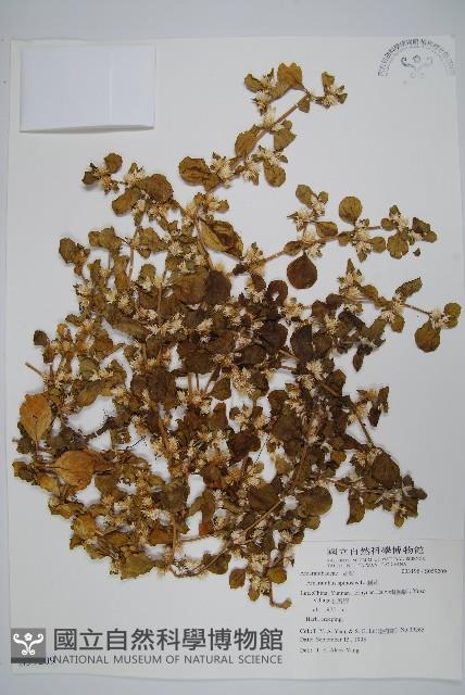 Thorny amaranth Collection Image, Figure 1, Total 2 Figures