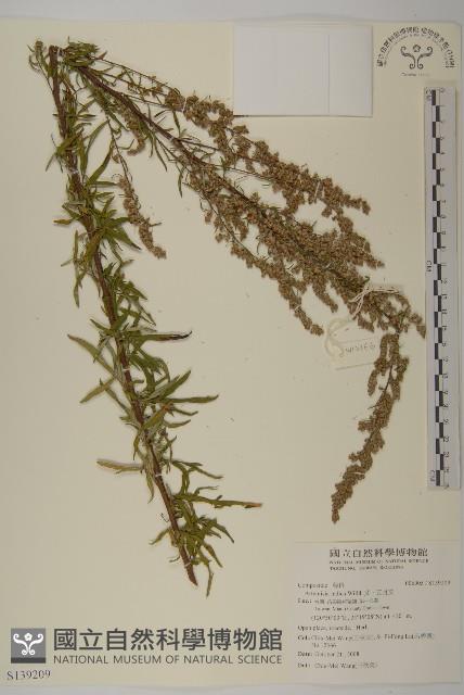 南毛蒿藏品圖，第1張