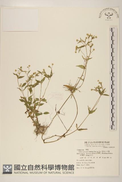 粗毛小米菊藏品圖，第1張