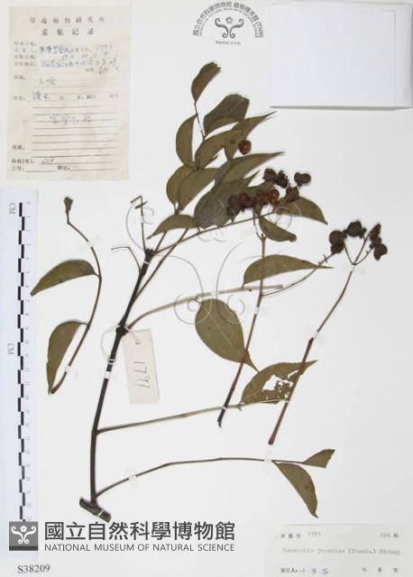 灰色木藍藏品圖，第1張