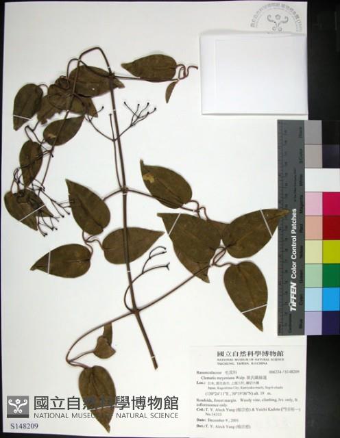 麥氏鐵線蓮藏品圖，第1張