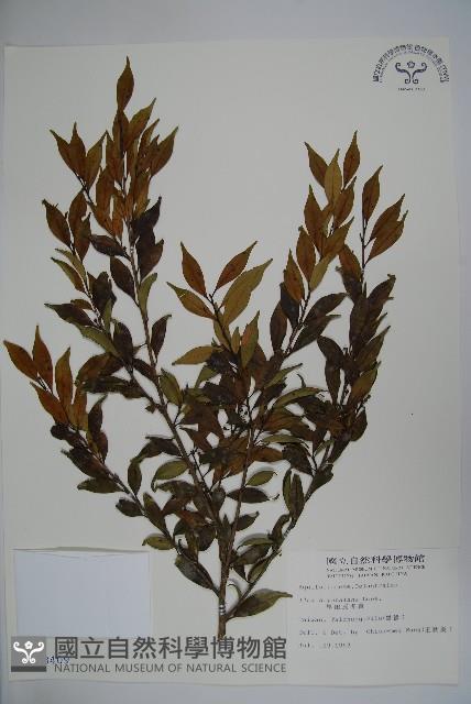 早田氏冬青藏品圖，第1張