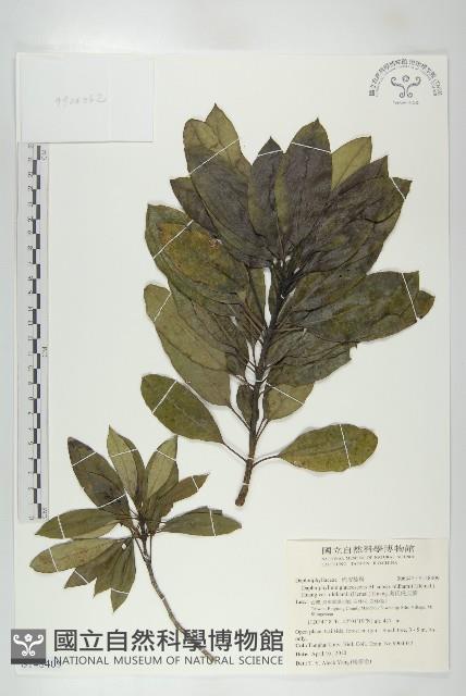 奧氏虎皮楠藏品圖，第1張