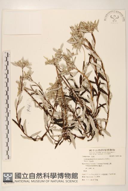 火絨草藏品圖，第1張