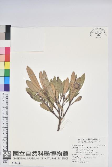 臺灣杜鵑藏品圖，第1張