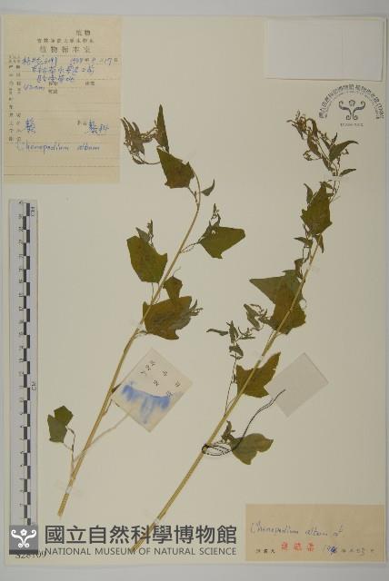 藜、灰藜藏品圖，第1張